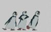 Click image for larger version. 

Name:	animatedpenguinsiw1.gif 
Views:	189 
Size:	43.3 KB 
ID:	1025